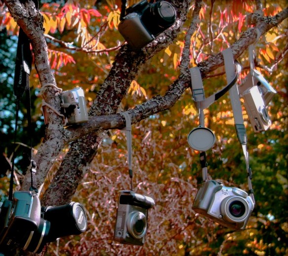 Variety of cameras hanging from a tree