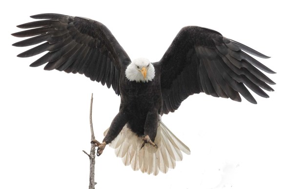 Eagle with wings spread, carrying a stick in talons