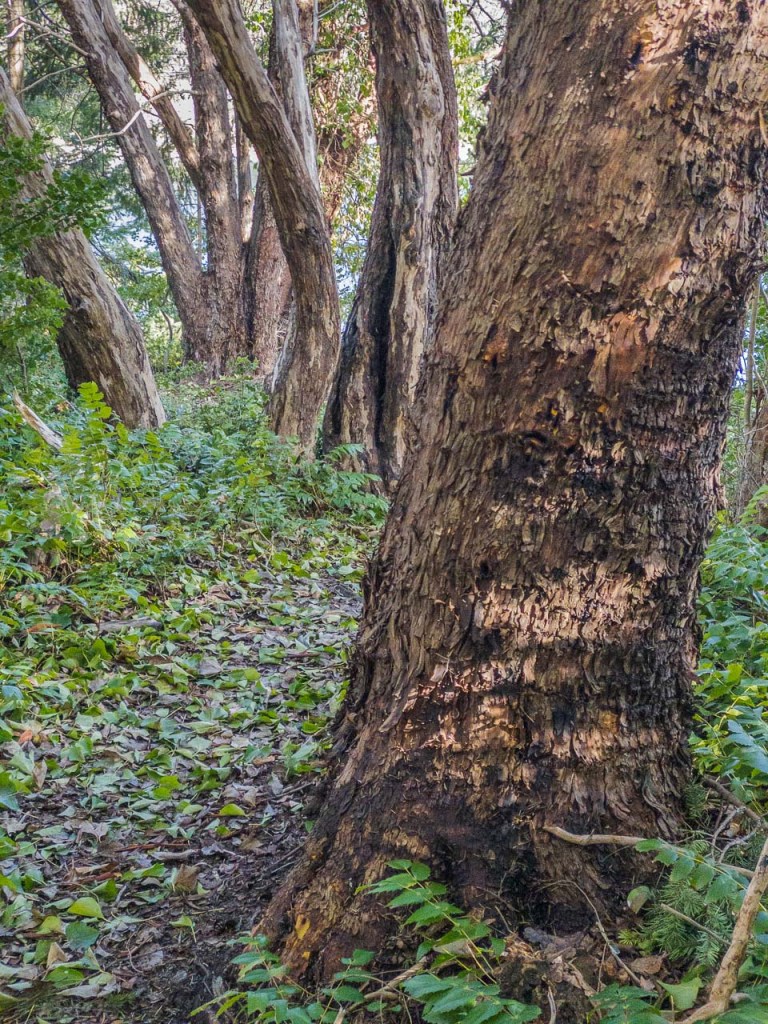 Tree trunks along a forest path