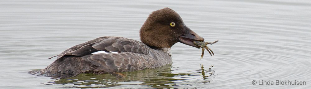 Gabriola Photography Club