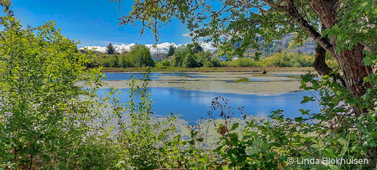 A scenic image of Buttertubs Marsh with trees and shrubs in the foreground, on a bright spring day.