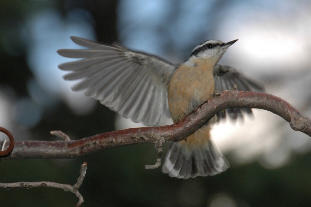 Red breasted nuthatch on tree branch with wings spread showing orange breast