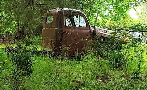 Rusty old truck in a forest meadow.