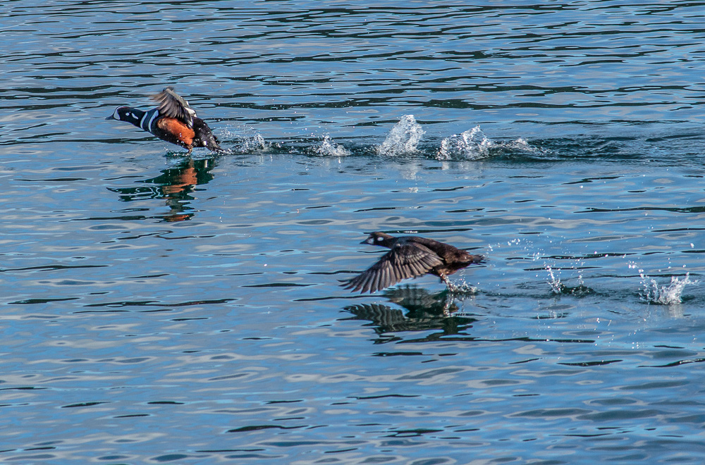 Male and female harlequin ducks lifting off from the water.