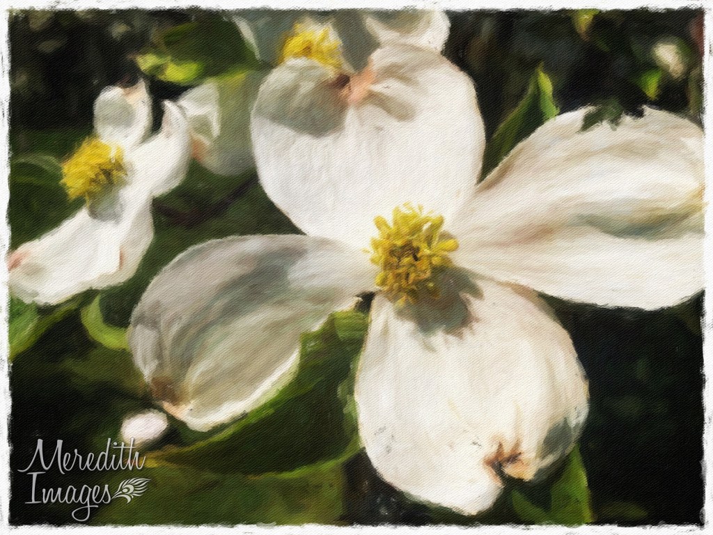 Dogwood © Hazel Meredith