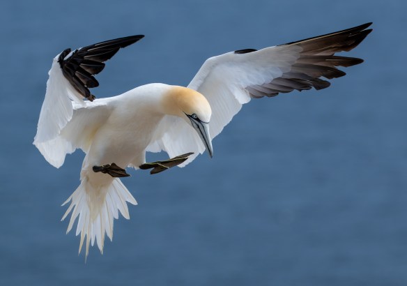 A gannet in flight against a dark blue sky, hovering with wings outstretched and legs extended.