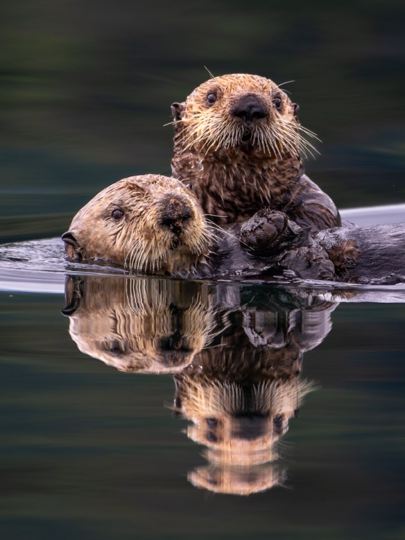Close up of two sea otters in the water, likely a mom and pup.