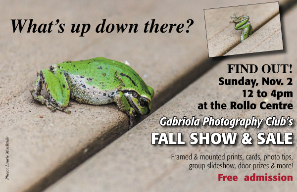 Frog photo © Laurie MacBride
