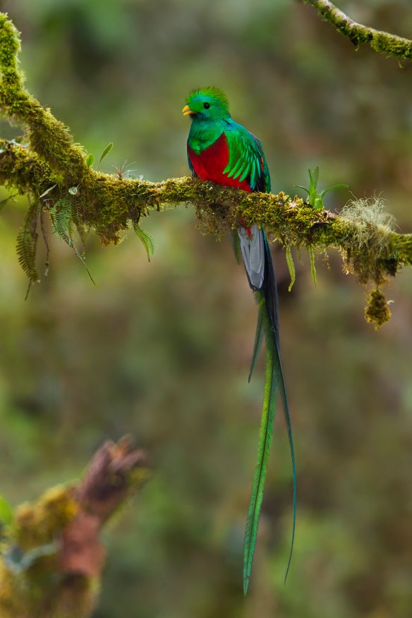 Resplendent Quetzal (Pharomachrus mocinno) perched on a branch in Costa Rica.