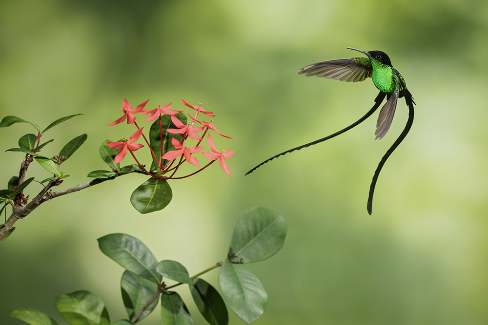A colourful hummingbird with long tail feathers hovering beside a pink-flowering plant, with blurred background.