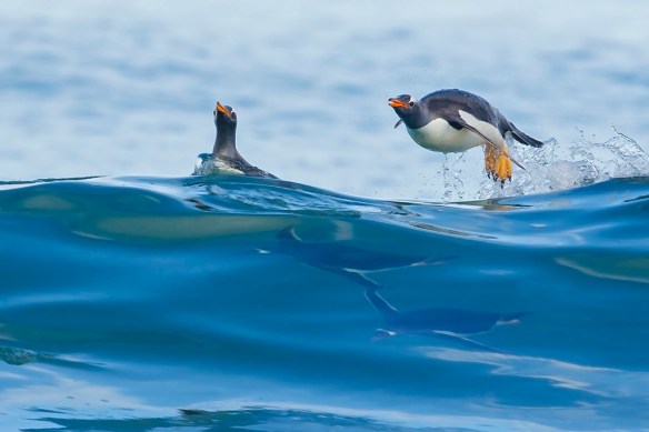Looking up from the trough of a wave to two penguins, one floating, the other leaping out of the water.