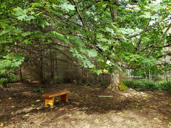 A wooden bench under a large maple tree at the start of a forest trail.